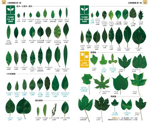 樹種類|木の一覧